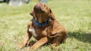 Pes svrbenie: čo robiť, vlna padá, svrbenie ucha, oči, po strihu, plávanie